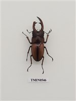 藏品(兩點赤鍬形蟲)的圖片